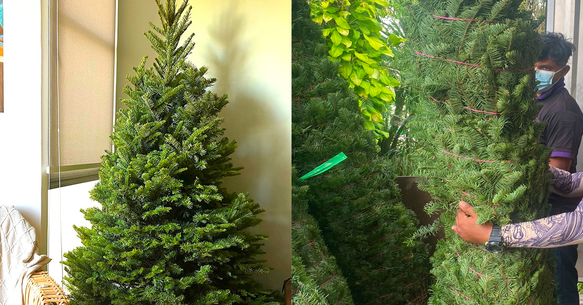 Where to Buy Christmas Trees and Decor in Singapore? Vanilla Luxury